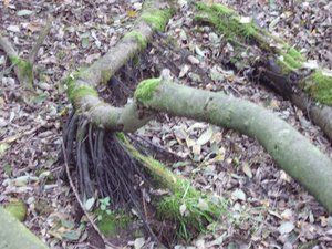 trockene Wurzeln im ehemaligen Feuchtgebiet